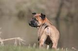 MALINOIS 1009